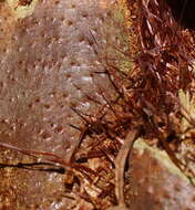 Image of Rough Tree Fern