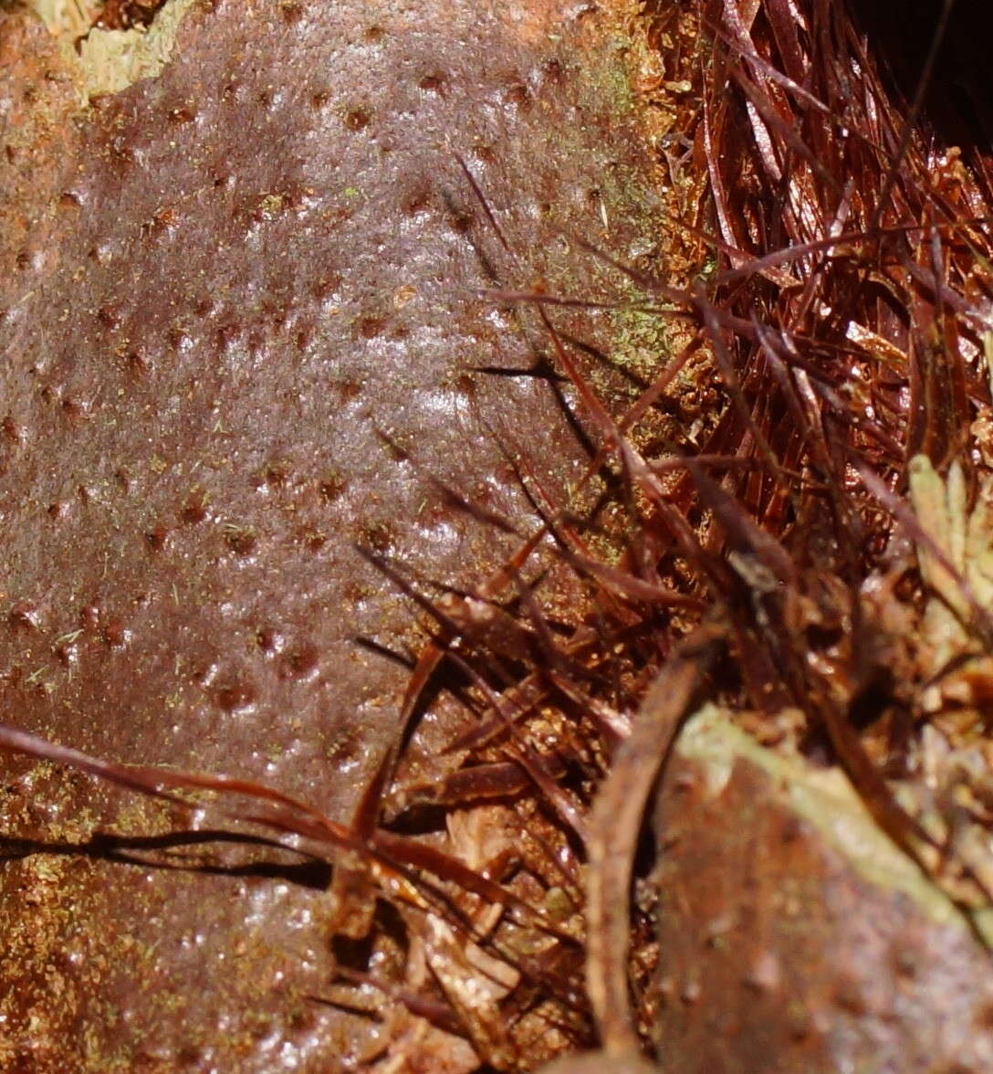 Image of Rough Tree Fern