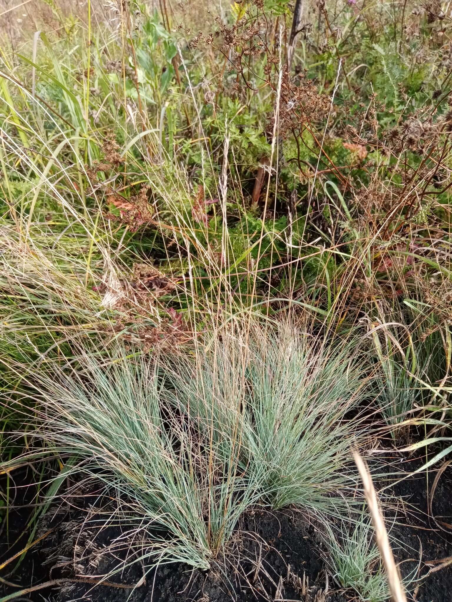 Image of Volga fescue