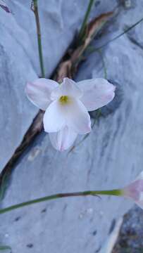 Imagem de Zephyranthes lindleyana Herb.