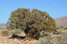 Image of Maiden's Quiver Tree Aloe