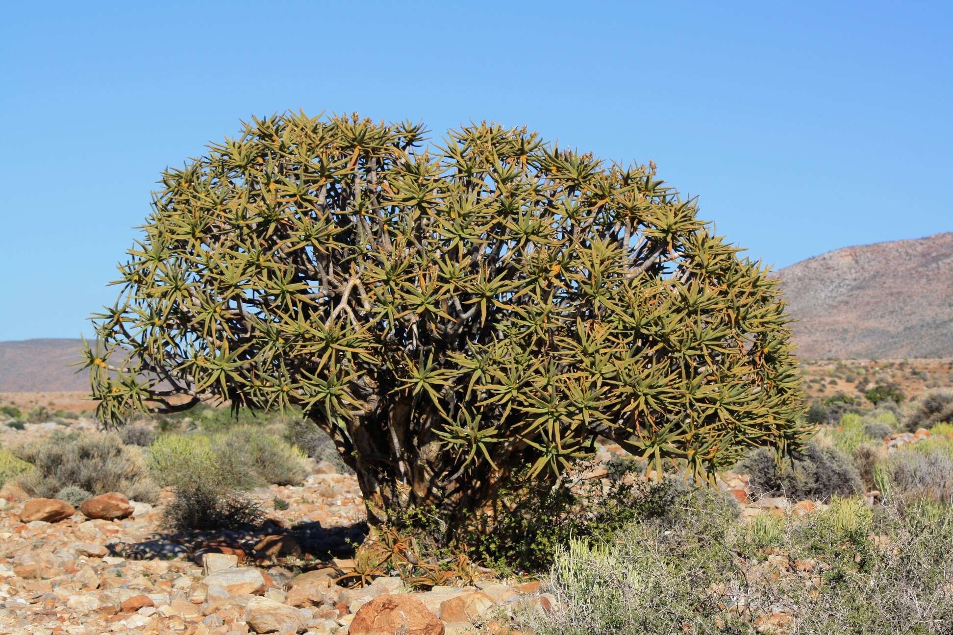 Sivun Aloidendron ramosissimum (Pillans) Klopper & Gideon F. Sm. kuva