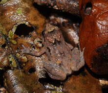 Image of Ornate Frog