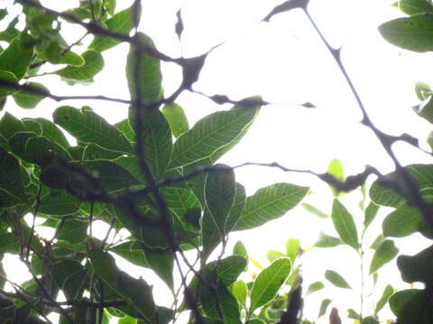 Image de Lithraea brasiliensis March.