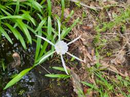 Image of dwarf spiderlily