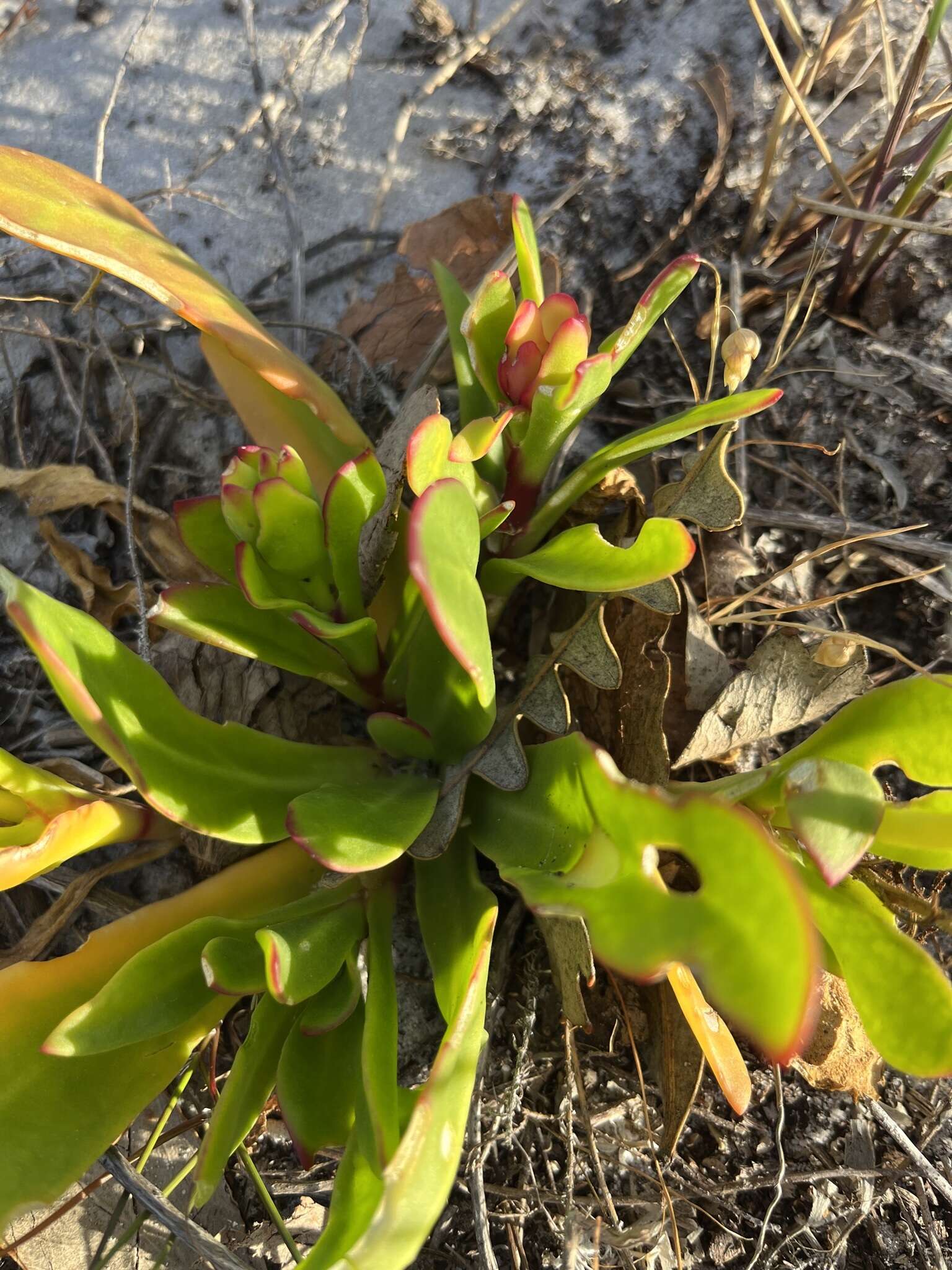 Image of Skiatophytum skiatophytoides (Leistn.) Klak