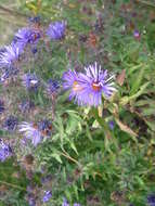 Image of Michaelmas daisy