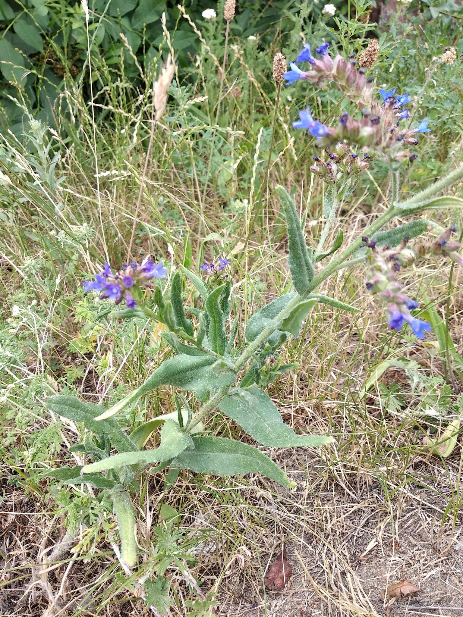 Image of Anchusa procera Bess. ex Link