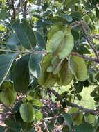 Image of Large-fruited bushwillow