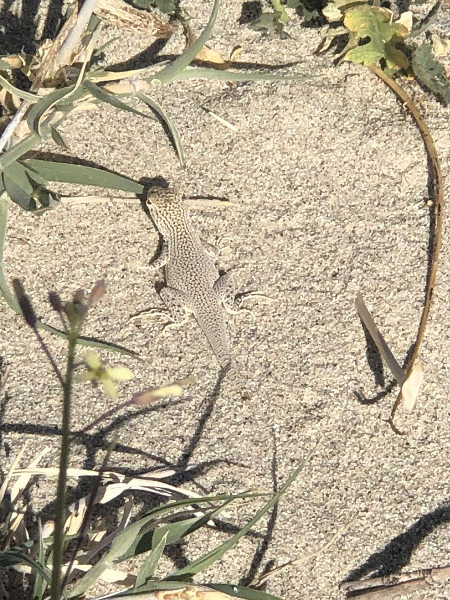 Image of Coachella Valley Fringe-toed Lizard