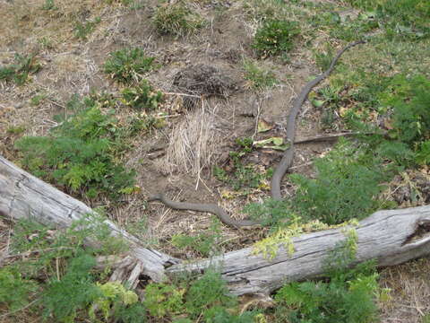 Image of Eastern brown snake