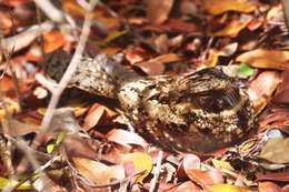 Image of Puerto Rican Nightjar