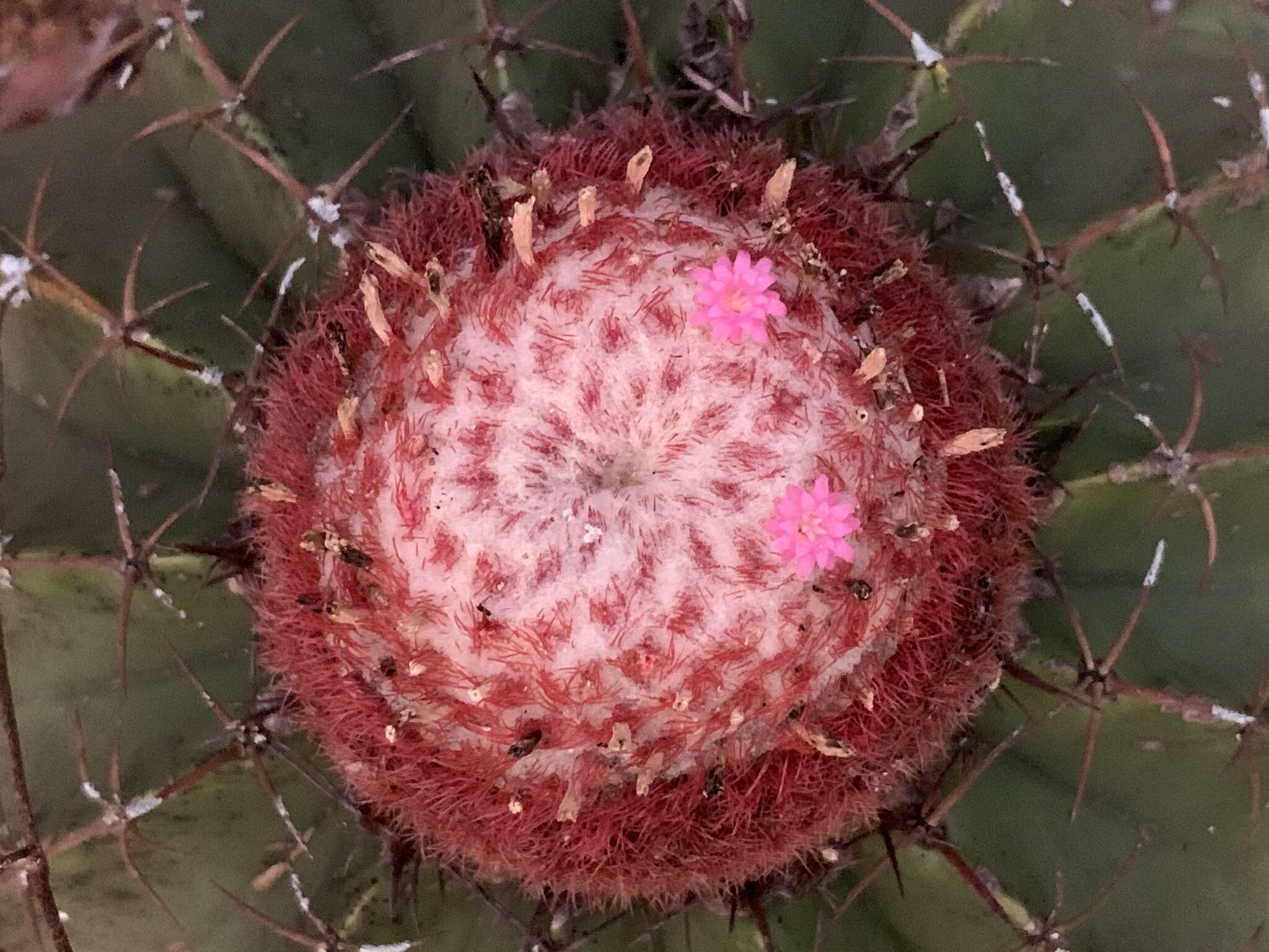 Image of Melocactus bellavistensis subsp. bellavistensis