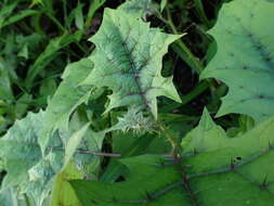 Image de Solanum stramonifolium Jacq.