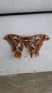 Image of Orizaba Silkmoth