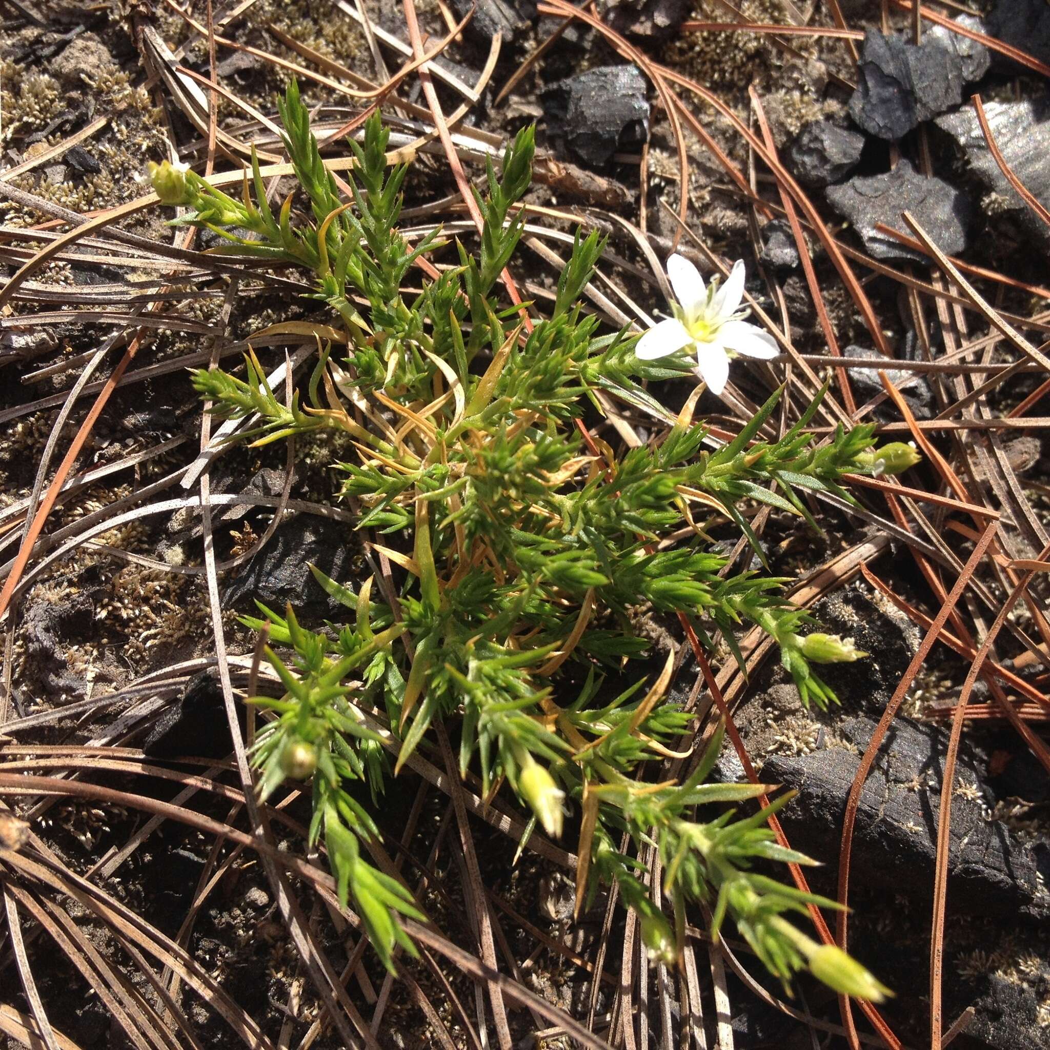 Image of Arenaria lycopodioides Willd. ex Schltdl.