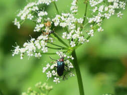 صورة Gaurotes (Carilia) virginea thalassina (Schrank 1781)