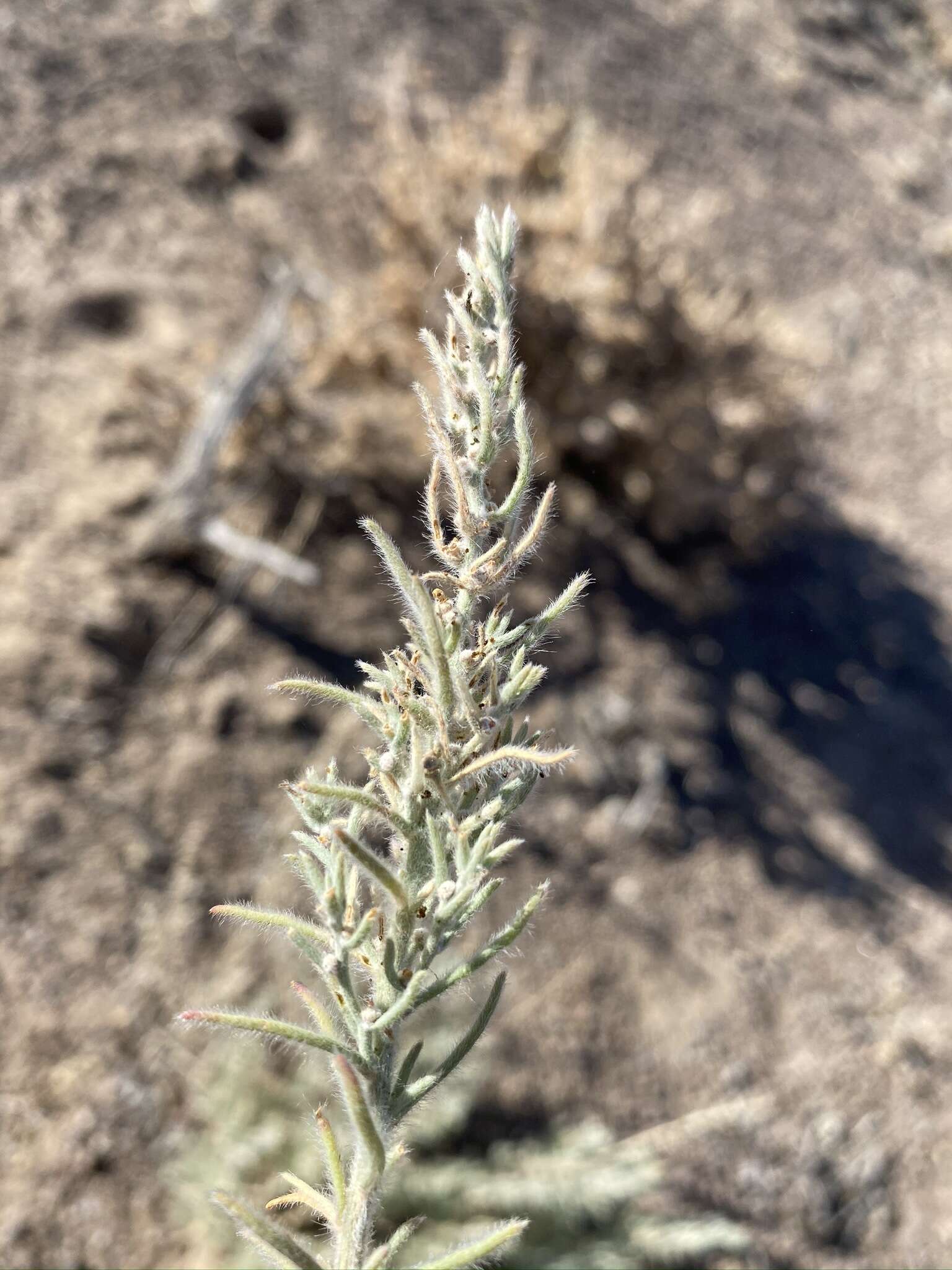 Plancia ëd Neokochia americana (S. Watson) G. L. Chu & S. C. Sand.