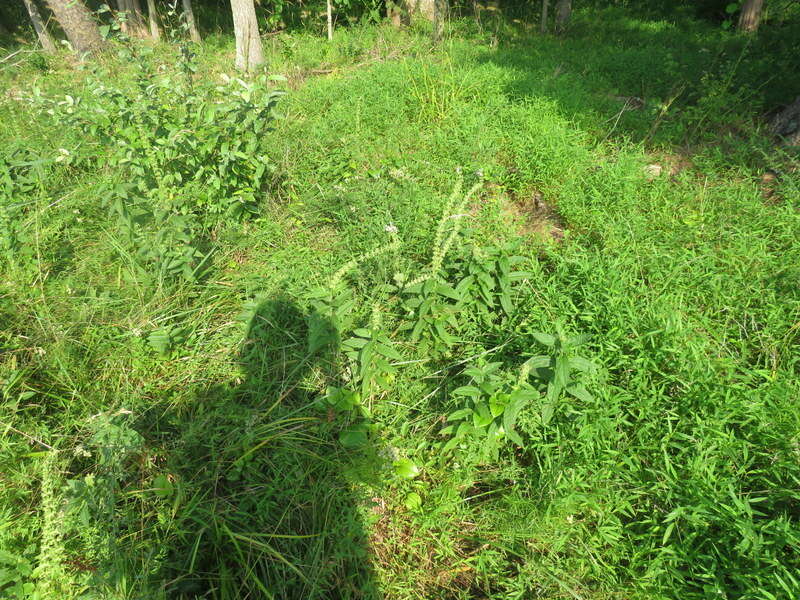 Слика од Stachys pilosa var. arenicola (Britton) G. A. Mulligan & D. B. Munro