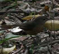 Image of Bower's Shrike-thrush