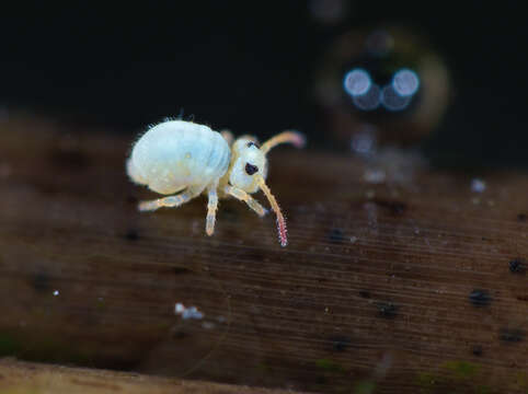 Image of Sminthurides aquaticus (Bourlet 1842)