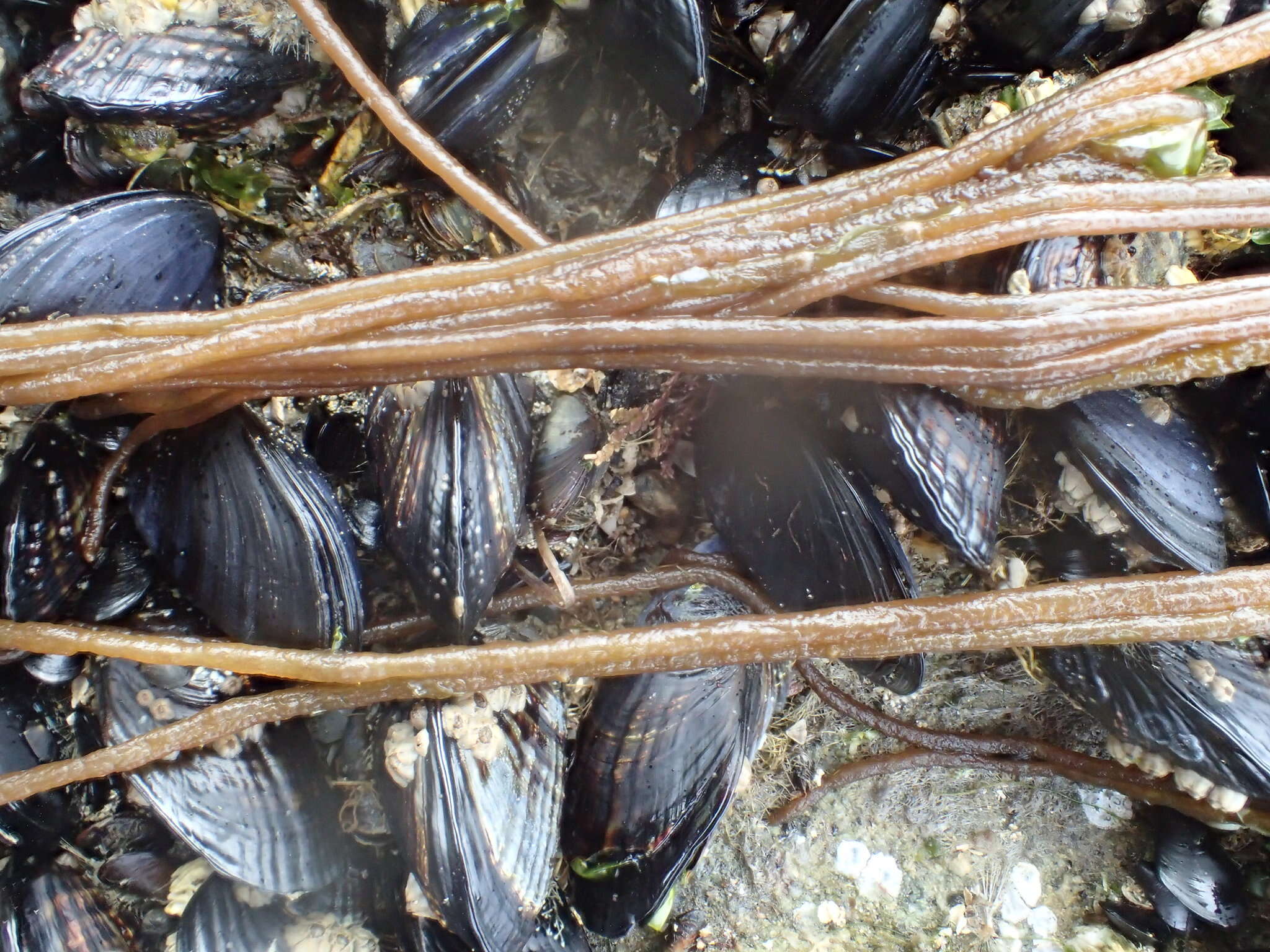 Image of Nemalion vermiculare