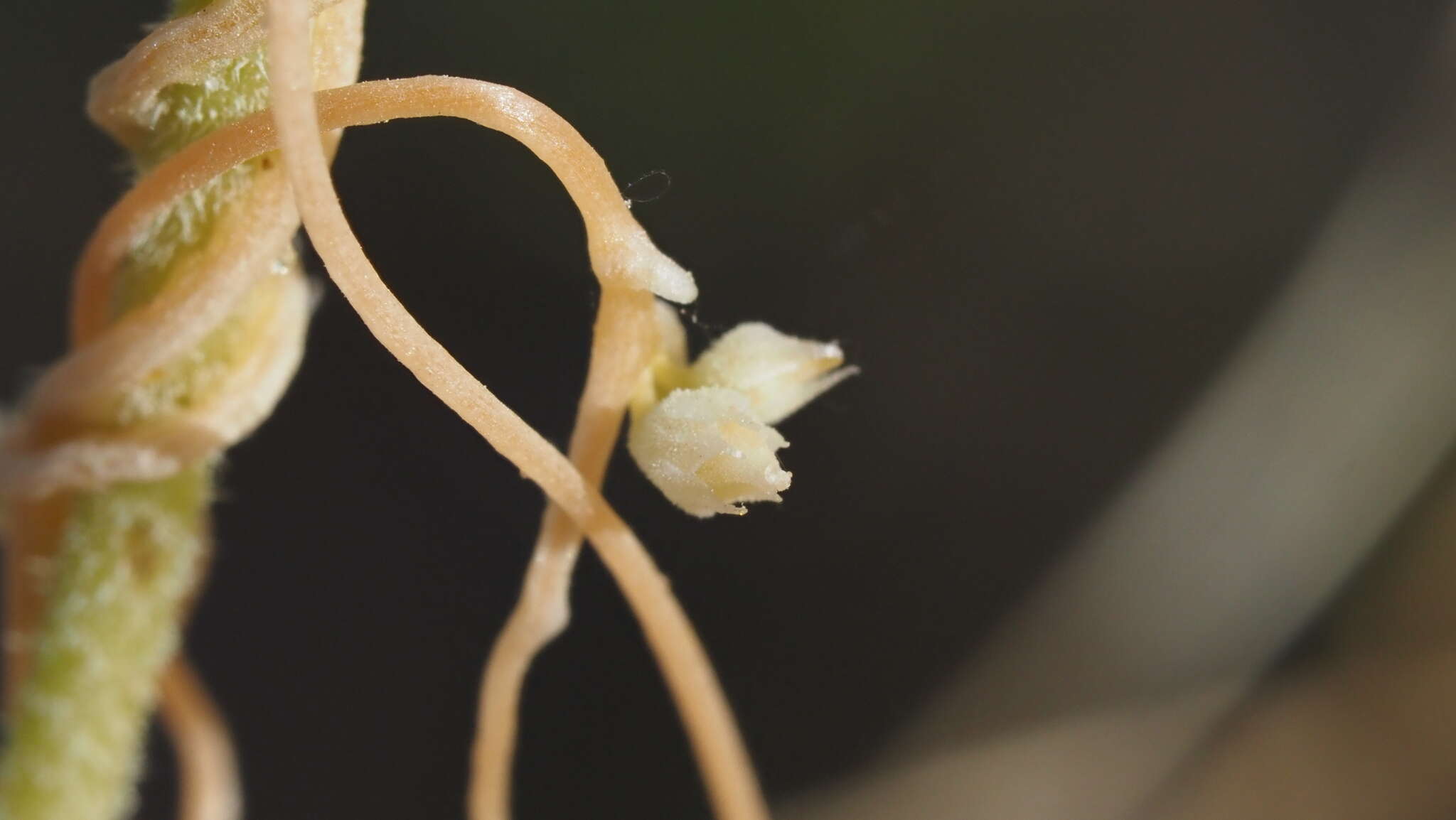 Image of chaparral dodder