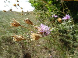 Image de Centaurea arenaria Bieb. ex Willd.