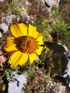 Image of mountain oxeye