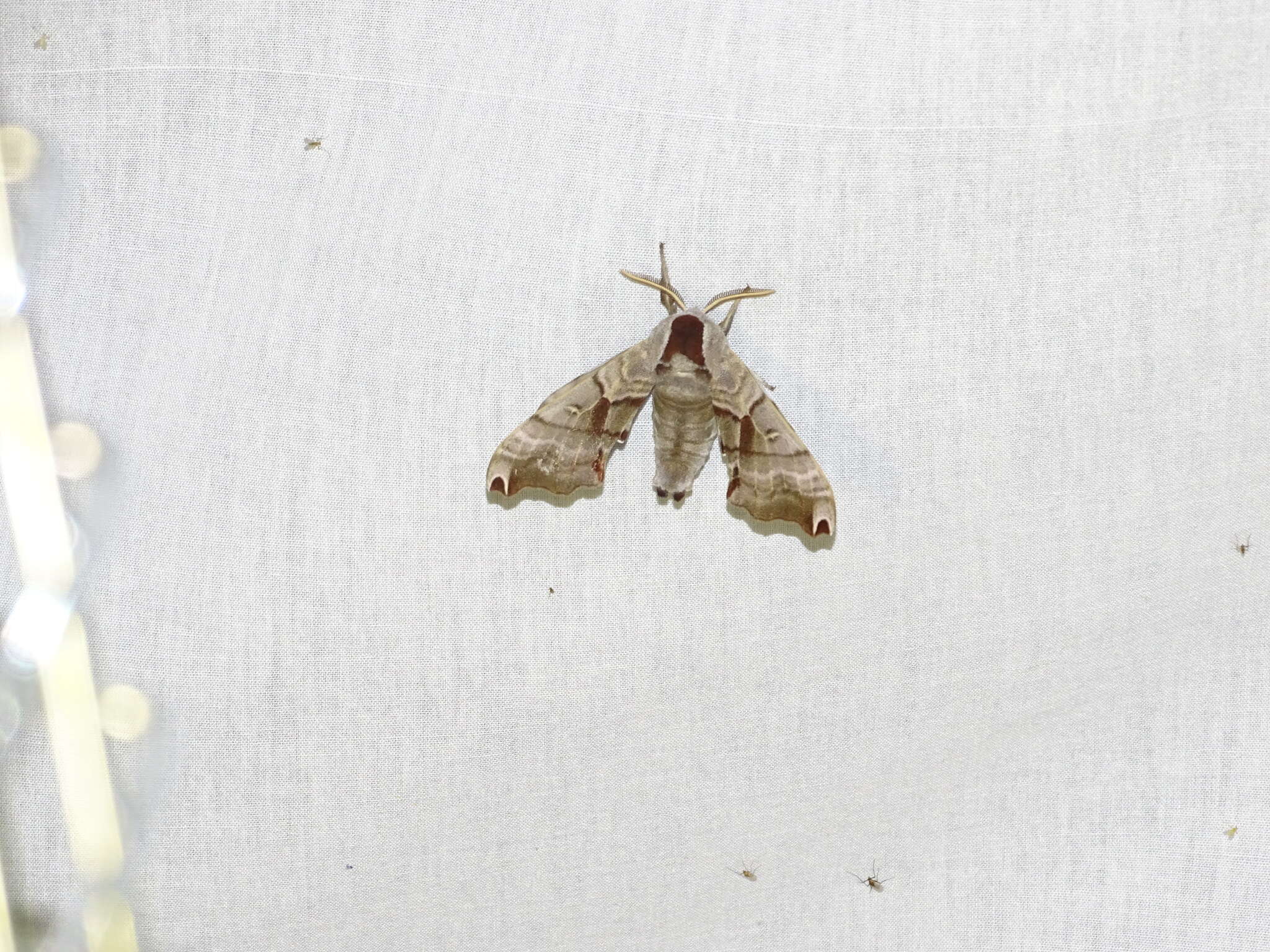 Image of Twin-spotted Sphinx