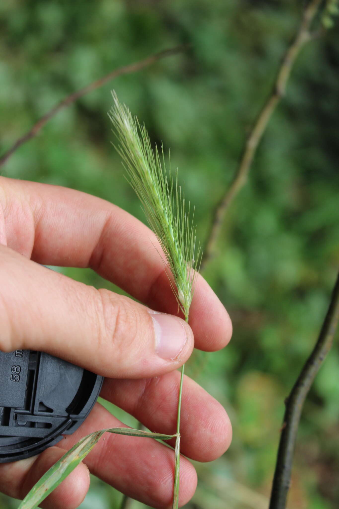 Hordeum murinum subsp. murinum的圖片