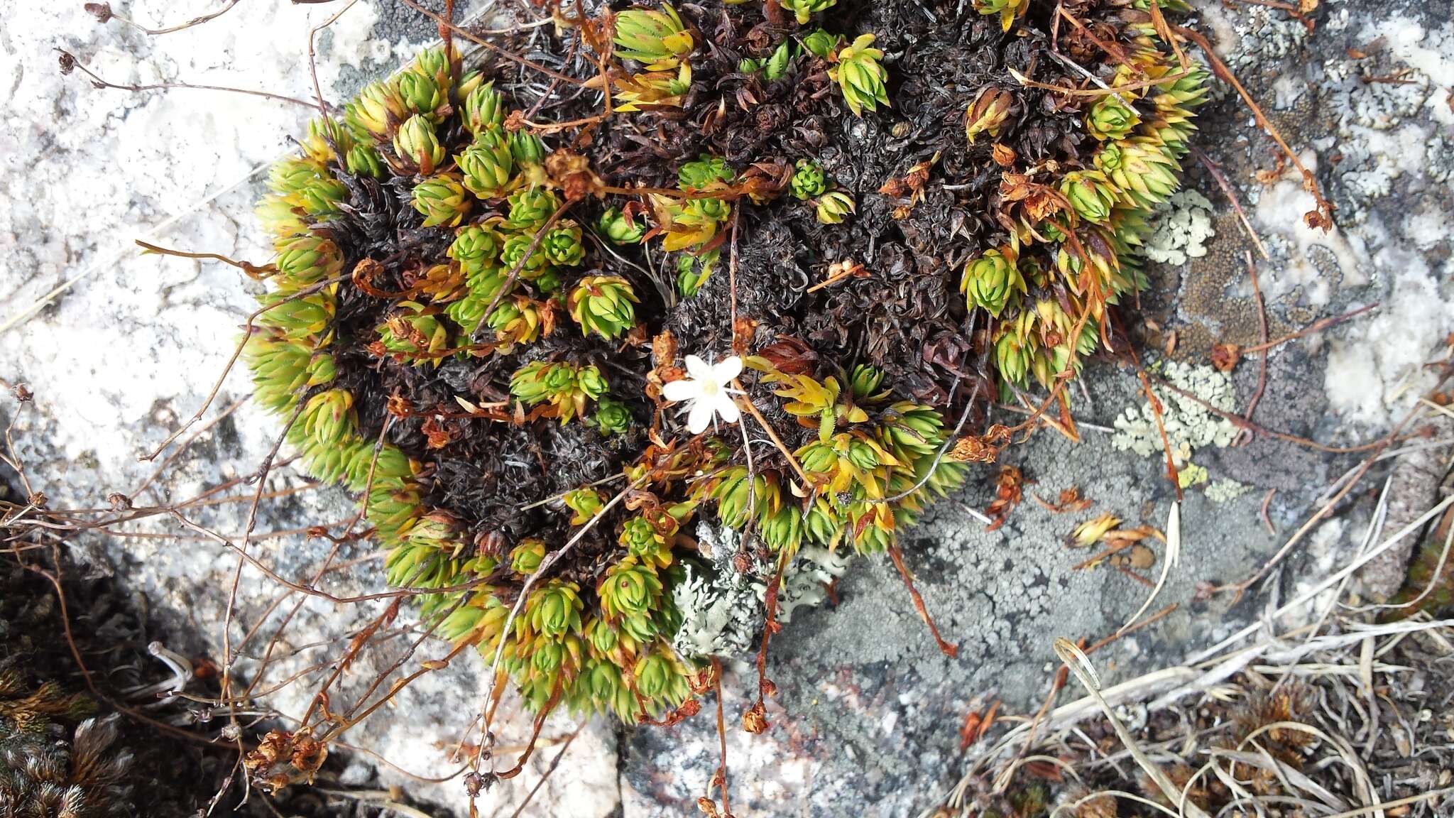 Plancia ëd Cherleria obtusiloba (Rydb.) A. J. Moore & Dillenb.