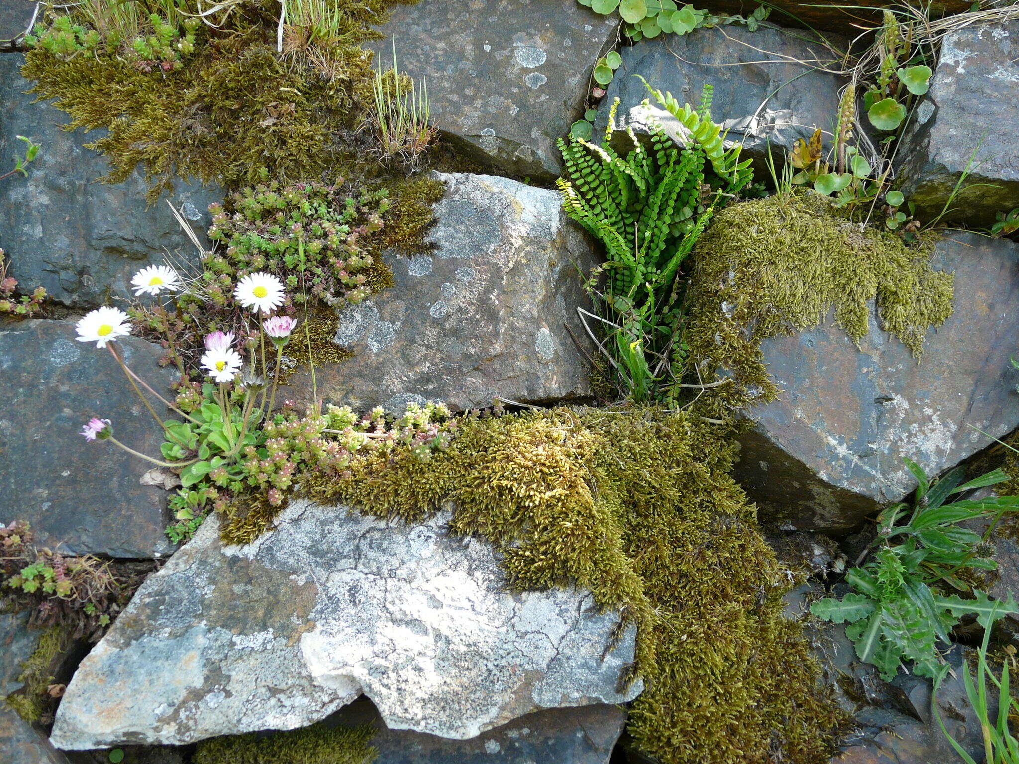 Image of Umbilicus rupestris (Salisb.) Dandy