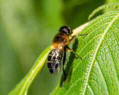 Image of Eristalis himalayensis Brunetti 1908