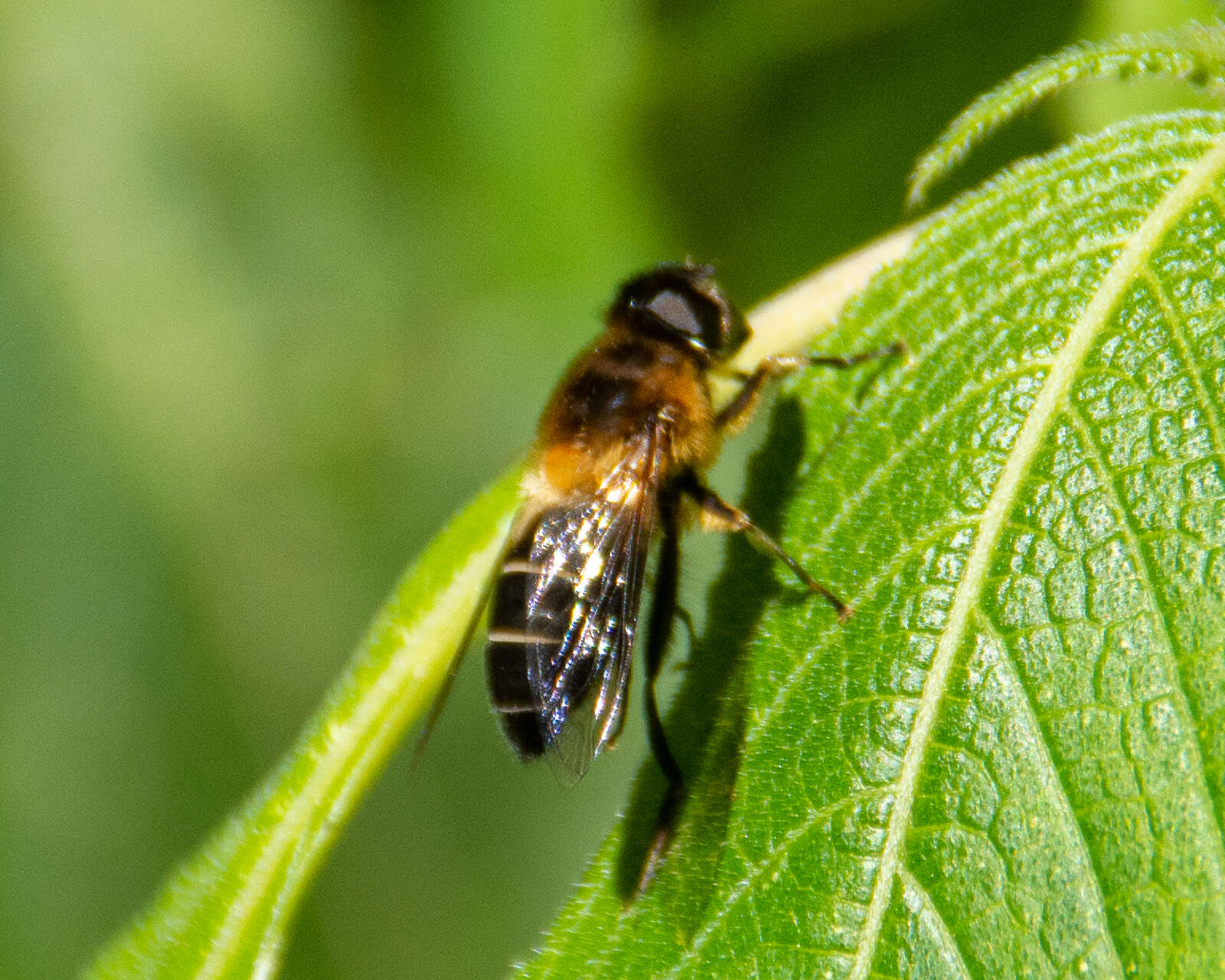 Image of Eristalis himalayensis Brunetti 1908