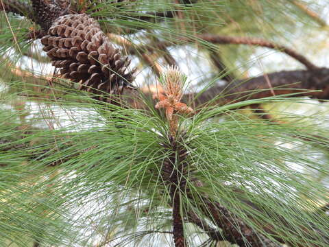 Image of Michoacán Pine