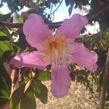 Image of Ceiba pubiflora (A. St.-Hil.) Schum.