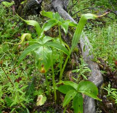 Image of Jacquemont's Cobra-Lily