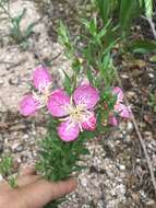 Plancia ëd Oenothera canescens Torr.