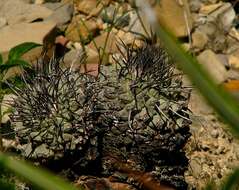 Image of Strombocactus corregidorae