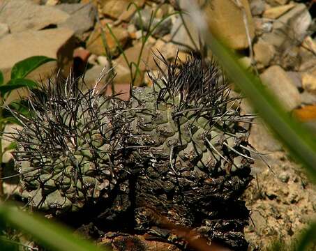 Sivun Strombocactus corregidorae kuva