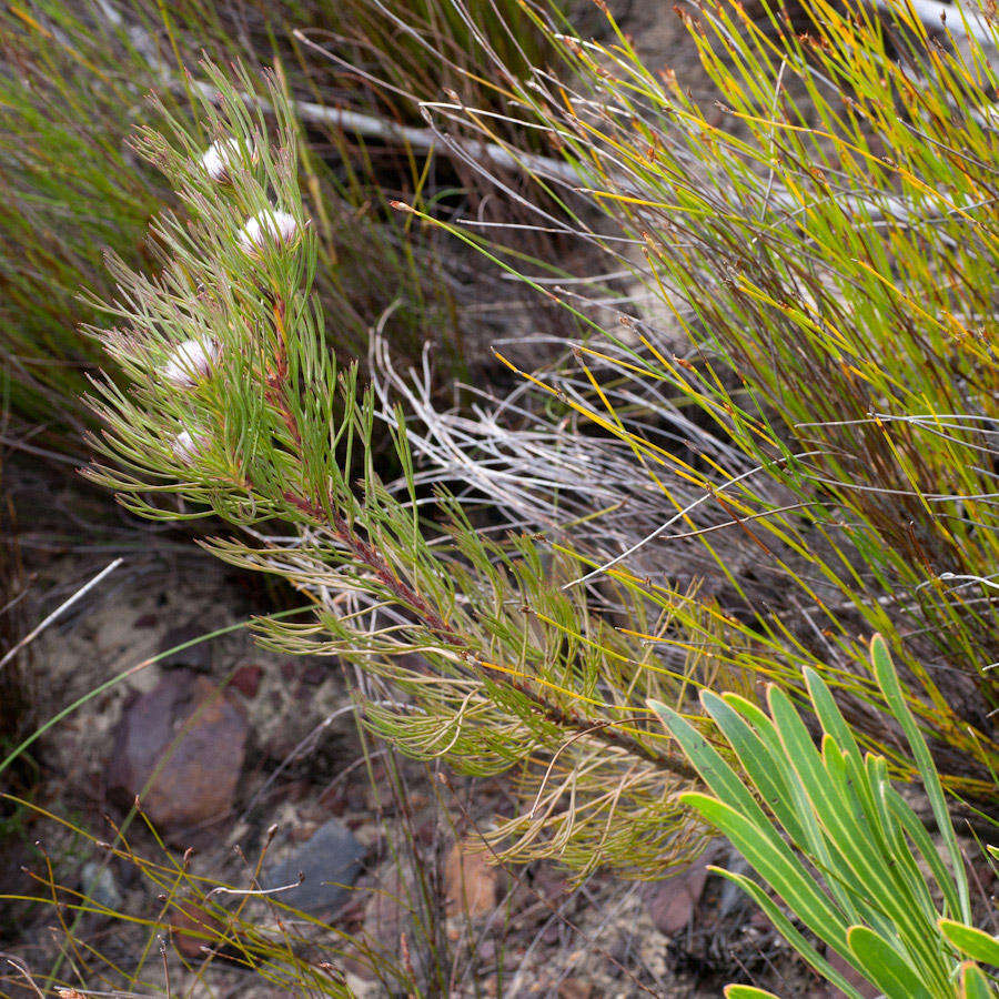 Imagem de Serruria phylicoides (Berg.) R. Br.