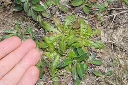 Image of Hairy Cat's-Ear