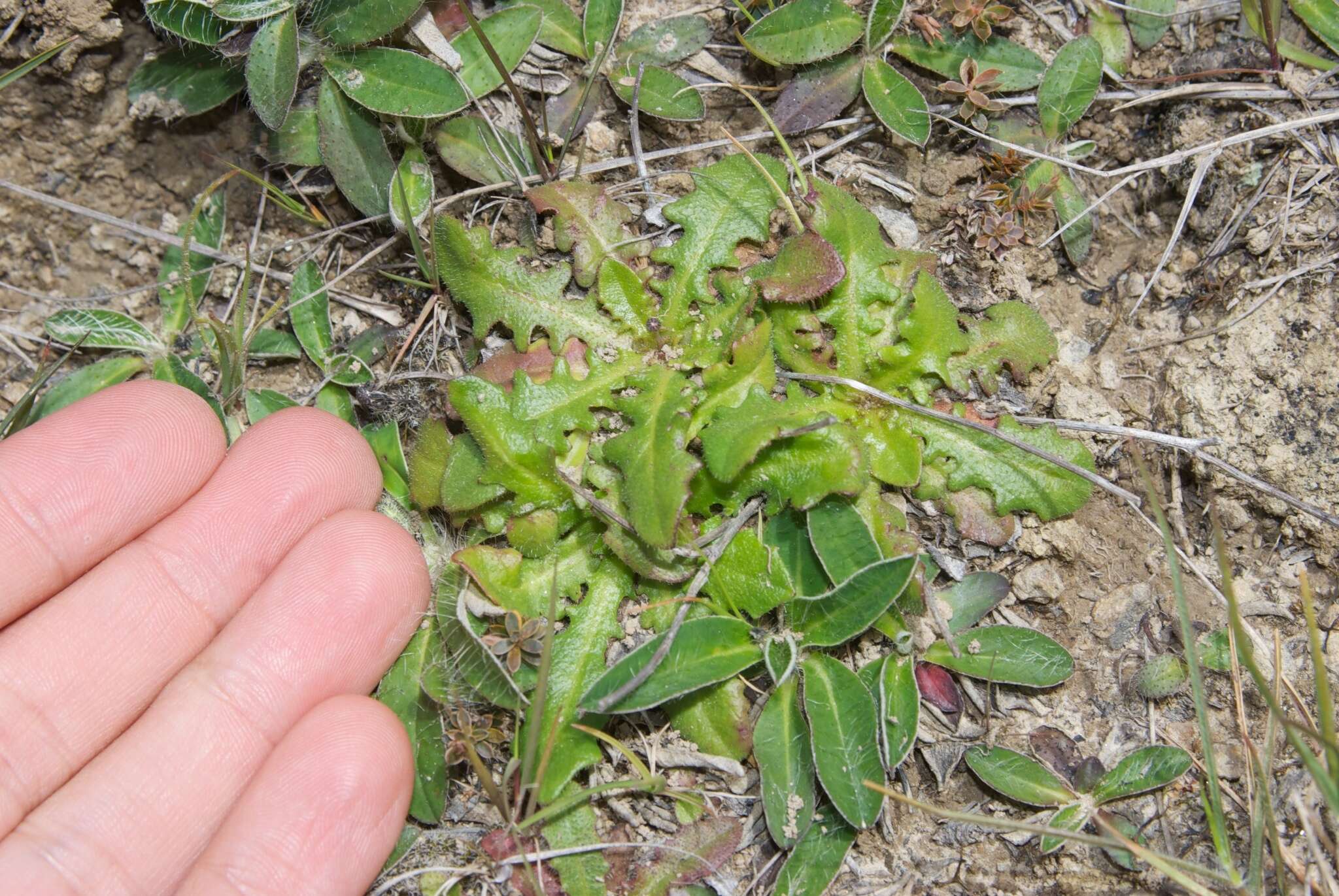 Image of Hairy Cat's-Ear