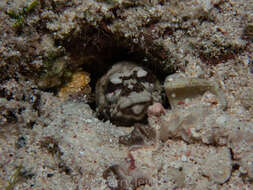 Image of Mottled Jawfish