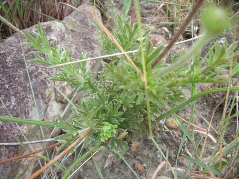 Imagem de Scabiosa buekiana Eckl. & Zeyh.