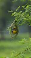 Image of Baya Weaver