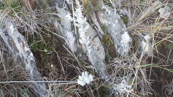 Слика од Lucilia acutifolia (Poir.) Cass.