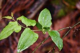 Image of Smilax subpubescens A. DC.