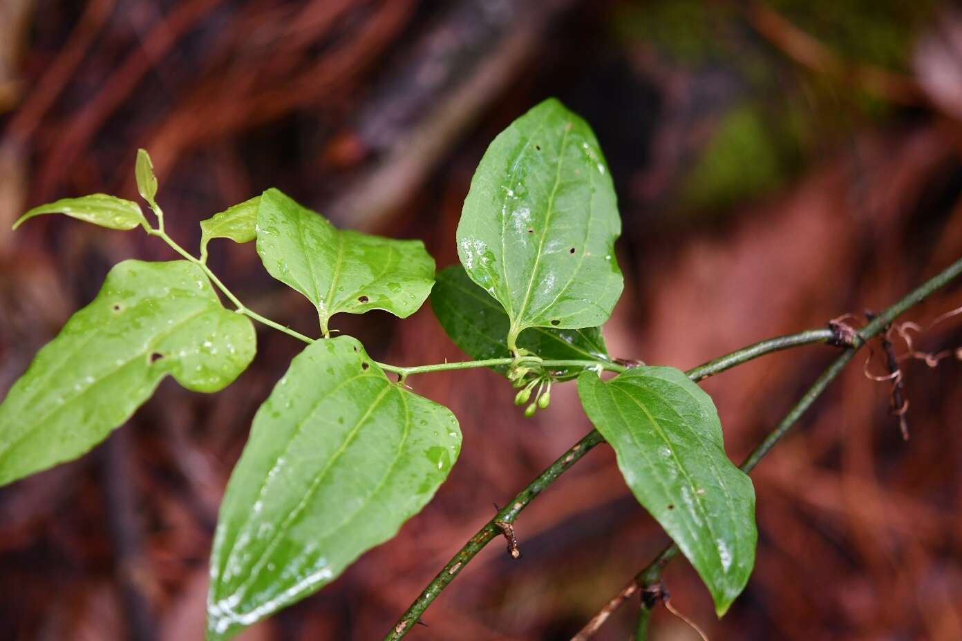 Image of Smilax subpubescens A. DC.